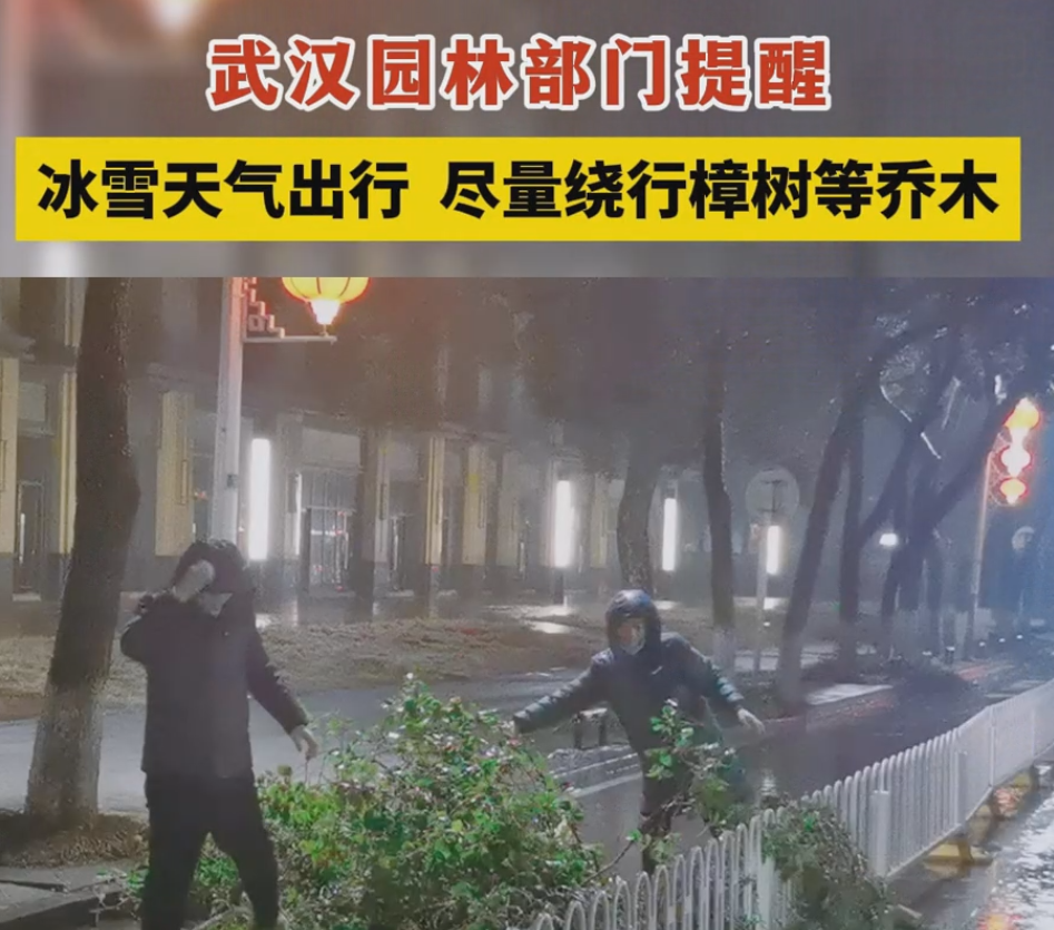 武汉园林部门提醒冰雪天气出行尽量绕行樟树等乔木.png