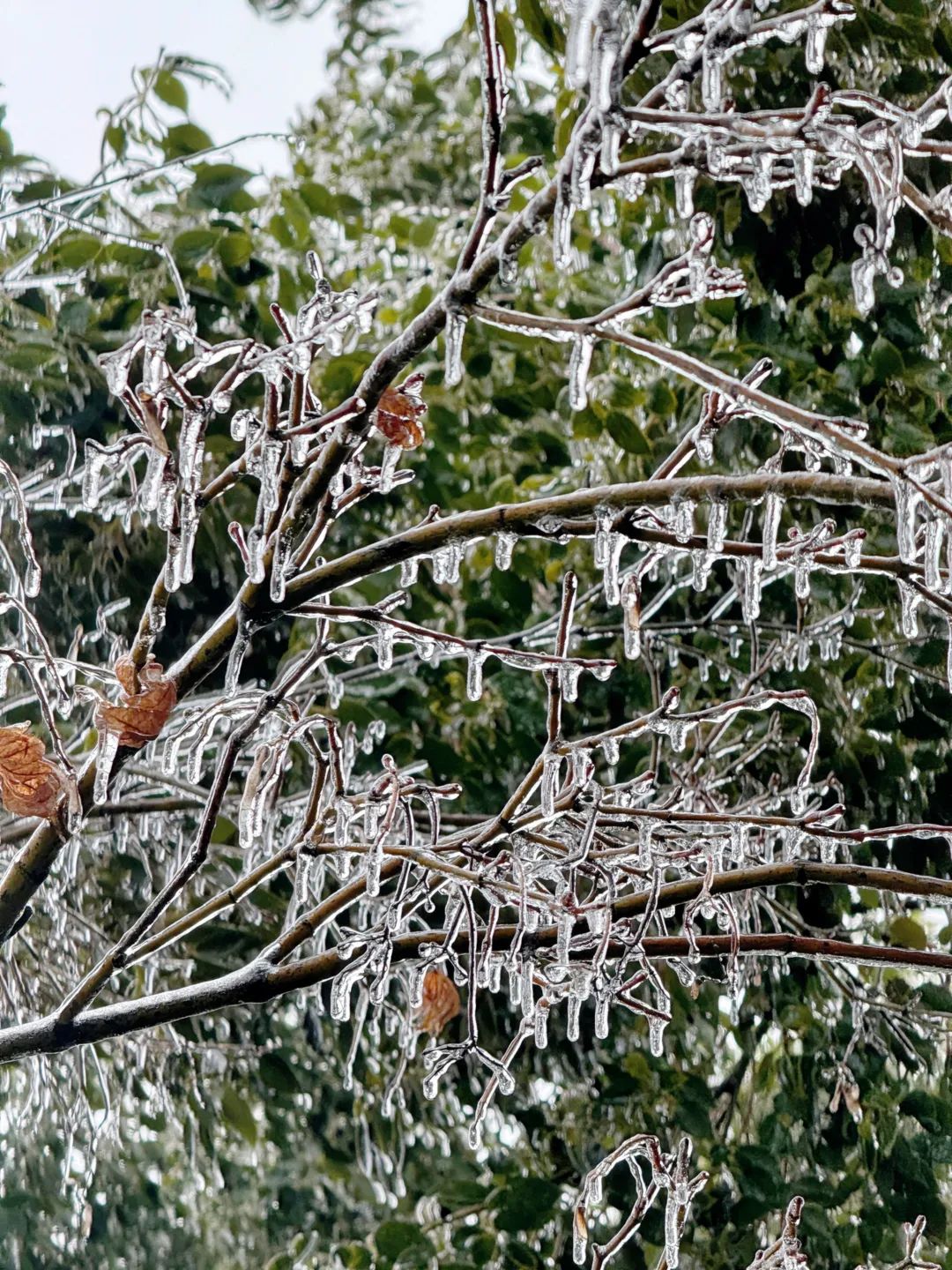 冰雪中，樟树为何频被压断枝？-武汉市园林和林业局