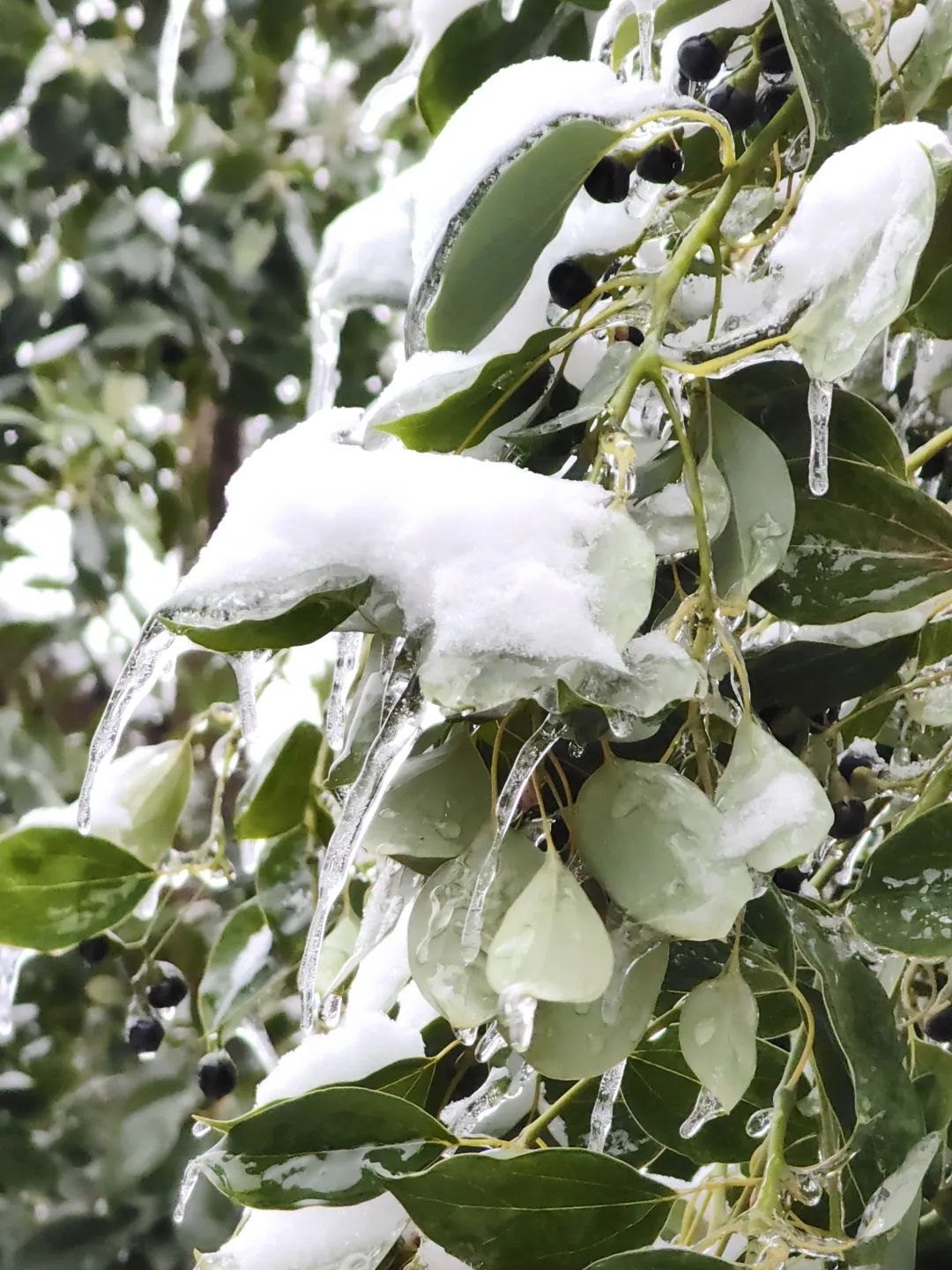 冰雪中，樟树为何频被压断枝？-武汉市园林和林业局