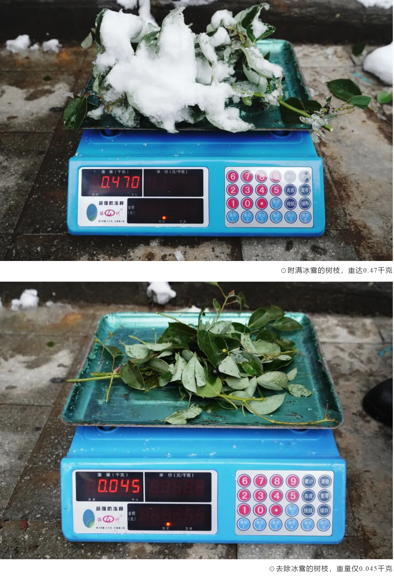 冰雪中，樟树为何频被压断枝？-武汉市园林和林业局